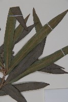 桃實百日青藏品圖，第5張