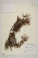 雪松藏品圖，第1張