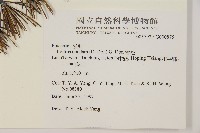 雪松藏品圖，第2張