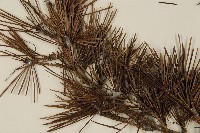 雪松藏品圖，第4張