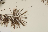 雪松藏品圖，第5張