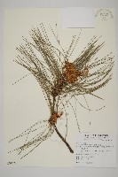 臺灣二葉松藏品圖，第1張