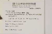 臺灣二葉松藏品圖，第2張