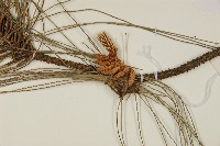 臺灣二葉松藏品圖，第3張