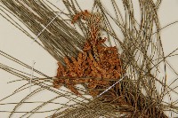 臺灣二葉松藏品圖，第4張