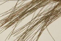 臺灣二葉松藏品圖，第5張