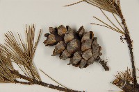 臺灣五葉松藏品圖，第3張