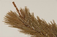 臺灣五葉松藏品圖，第4張