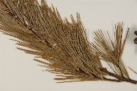 臺灣五葉松藏品圖，第5張