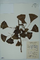 銀杏藏品圖，第1張