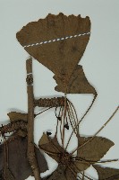 銀杏藏品圖，第3張