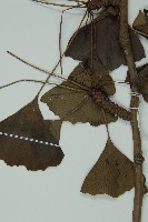 銀杏藏品圖，第4張