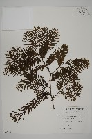 水杉藏品圖，第1張