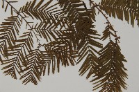 水杉藏品圖，第3張