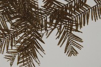 水杉藏品圖，第5張