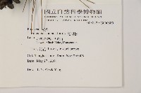 馬尾松藏品圖，第2張