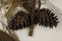 馬尾松藏品圖，第3張