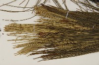 馬尾松藏品圖，第4張