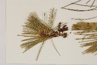 馬尾松藏品圖，第5張