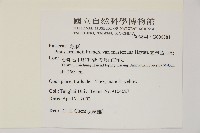 臺灣華山松藏品圖，第2張