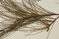 臺灣華山松藏品圖，第3張