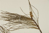 臺灣華山松藏品圖，第4張