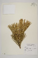 登錄號:G000882藏品圖，第1張