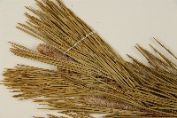 登錄號:G000882藏品圖，第4張