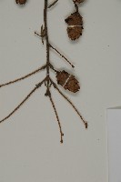 臺灣鐵杉藏品圖，第3張