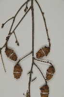 臺灣鐵杉藏品圖，第4張