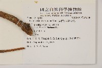 雲南油杉、杉松藏品圖，第2張