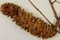 雲南油杉、杉松藏品圖，第3張