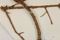 雲南油杉、杉松藏品圖，第4張