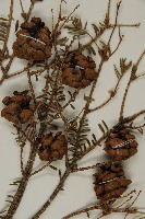 台灣鐵杉藏品圖，第3張