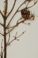 台灣鐵杉藏品圖，第4張