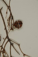 台灣鐵杉藏品圖，第5張