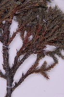 香青藏品圖，第4張