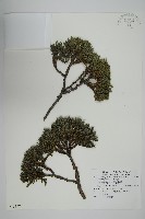 香青藏品圖，第1張