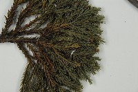 香青藏品圖，第4張