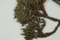 香青藏品圖，第5張