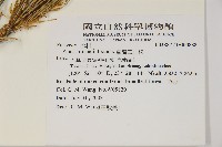 臺灣華山松藏品圖，第2張