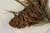 臺灣華山松藏品圖，第3張