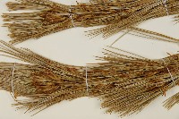 臺灣華山松藏品圖，第5張