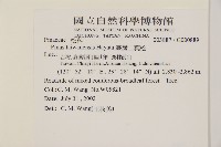 臺灣二葉松藏品圖，第2張