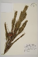 臺灣二葉松藏品圖，第1張