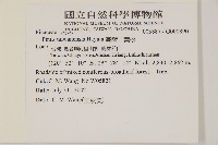 臺灣二葉松藏品圖，第2張