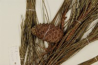 臺灣二葉松藏品圖，第3張