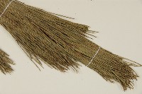 臺灣二葉松藏品圖，第4張