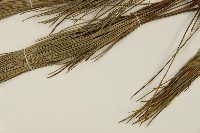 臺灣二葉松藏品圖，第5張