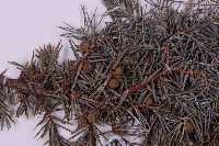 刺柏藏品圖，第3張